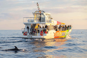 Alcudia: Dolphin Adventure Cruise