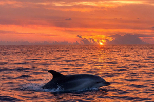 Alcudia: avvistamento dei delfini all'alba in motoscafo