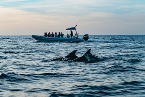 Alcudia or Can Picafort: Dolphin-Watching Cruise