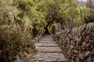 Blue Peaks Mallorca - Shared Hiking - Barranc de Biniaraix