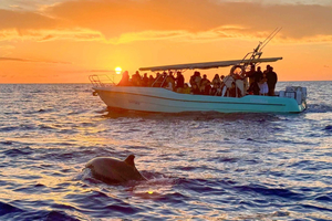 Desde Alcudia: Excursión en barco para avistar delfines al amanecer