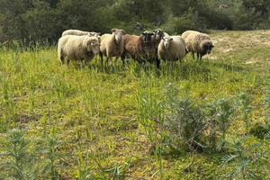 Hiking tour with a dream view of the former monastery of Sant Salvador, 3-4 hours.