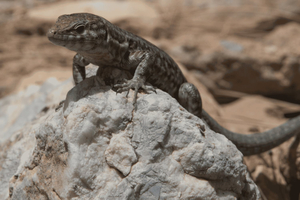 Mallorca: Boat tour to Dragonera Island + Sant Elm