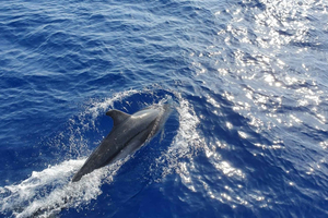 Maiorca: avvistamento delfini in barca con fondo trasparente