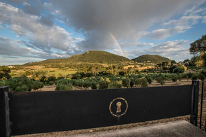 Visita un uliveto di Maiorca, degustazione di vini e olio e pranzo leggero