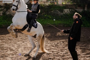 Maiorca: escursione al tramonto, spettacolo equestre e falconeria.