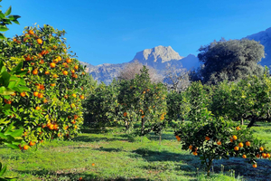 Maiorca: Costa occidentale e Valle dell'Arancio Minbustour