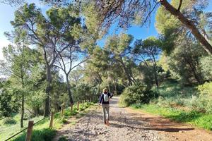 Palma Forest & Old Town: E-Bike Tour & Bellver Castle Hike