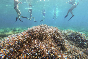 Sant Elm: Kayak&Snorkel Tour - The Secret of the Posidonia