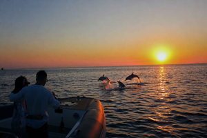 Semi-Private PREMIUM Speedboat: Dolphin and Cave Tour with Pick-up Included