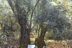 Valle de Sóller, Fornalutx: tour in un uliveto, degustazione di olio e prodotti locali