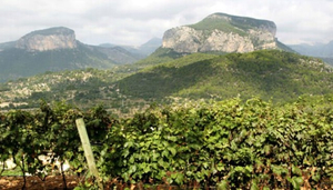 Castell Miquel Wine Estate