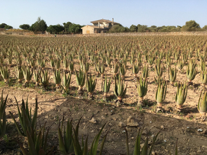Granja d'Àloe vera Mallorca S.L.