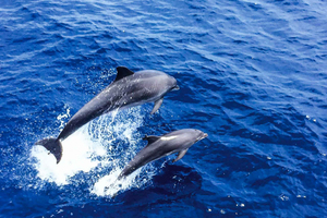 crucero para ver delfines