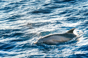 Port d'Alcudia: Amanecer en el mar y tour en barco para avistar delfines