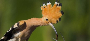 Birds in Mallorca
