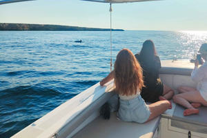 Dolphin Spotting Adventure and snorkeling St Paul's bay