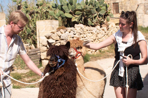 Gozo Alpaca Walks : with feeding and farm visit