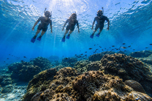 St. Julian's: Merkanti Reef Guided Snorkeling Tour