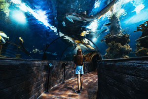 St. Paul's Bay: Malta National Aquarium Entry Ticket
