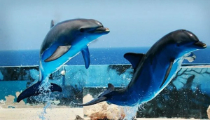 Top 5 Activities in Malta & Gozo