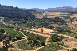 From Marbella: Ronda Tour Wineries Tour with Lunch