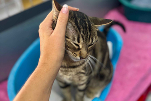 Marbella: Cuddle Cats at Costa del Sol's Largest Cat Shelter