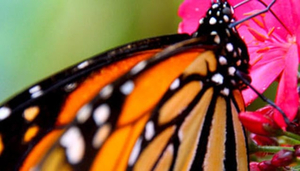 Butterfly Park