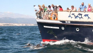 Dolphin World
