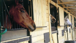The Marbella Club Reitzentrum