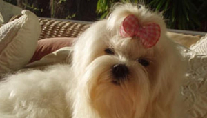 Tiny Dog Hotel