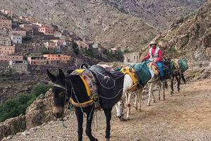 Atlas Mountains & Imlil Day Trip with Mule Ride