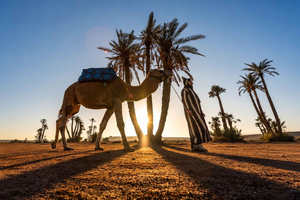 Marrakech : balade à dos de chameau dans la palmeraie du désert avec thé marocain