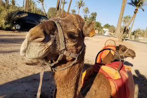Kamelreiten in der Palmerie von Marrakech
