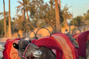 Aventure à dos de chameau dans la palmeraie de Marrakech