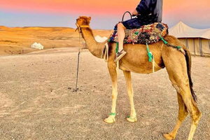 From Marrakech: Agafay Desert Dinner with Quad & Camel Ride