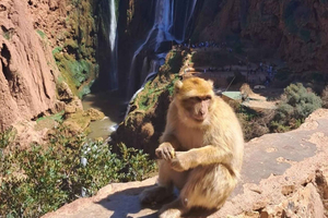 From Marrakech: Ouzoud Waterfalls Day Trip with Boat Tour