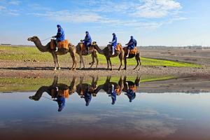 Promenade à dos de chameau dans la palmeraie de Marrakech