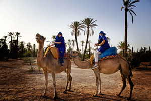 Marrakech: Giro di mezza giornata in cammello nel palmeto