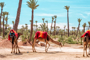 Marrakech: Halvdags ørken-firehjulingstur med kamelridning