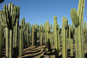 Ticket de entrada a Cactus Thiemann