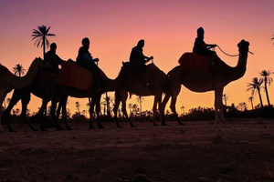Escape the Heat: Explore Marrakech's Beautiful Oasis Gardens