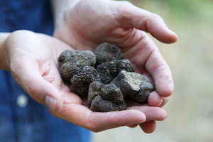 Truffeljacht in de Provence