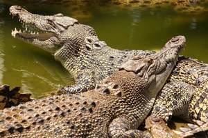 Authentic South-West: Tea Route & Crocodile Park with Lunch