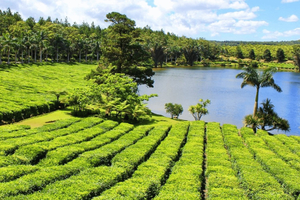 Discover the Mauritian Tea Route: With Crocodile Park