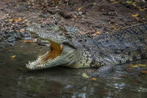 Île Maurice : Découvrez le sud sauvage – Crocodile, cascades et cheval