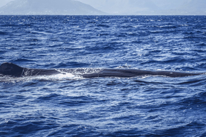 Dolphins & whale watching