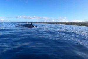 Delfines, ballenas, snorkel y almuerzo en la isla de Benitiers