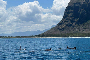 Miljøvenlig delfinoplevelse + snorkling og besøg ved Crystal Rock