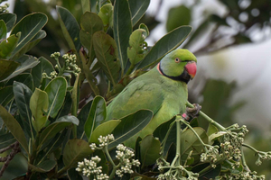 Endemics of A Curated Walk (Bird-Watching)